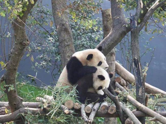国宝熊猫变身顶流网红  