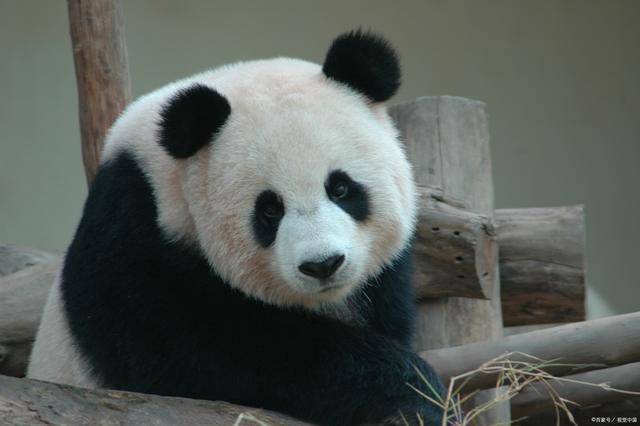 旅法大熊猫租期将延长 “欢欢”和“圆仔”可不要走“丫丫”的老路啊  