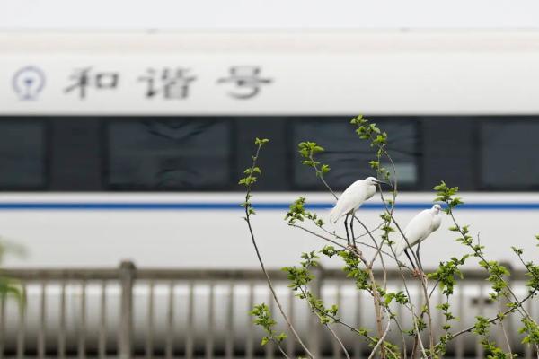 杭州一林地复耕时发现上千只鹭鸟