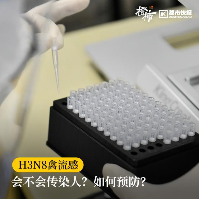 全球首例H3N8死亡病例来自广东中山 世卫通报H3N8死亡病例：活禽接触或是感染关键