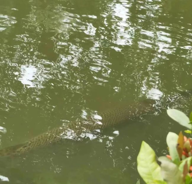鳄雀鳝入侵！广州一高校中心湖发现外来入侵物种鳄雀鳝 学校紧急捕捞！