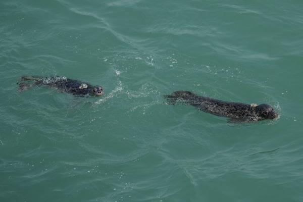 7只斑海豹放归大海 终于回到属于自己的家乡了  