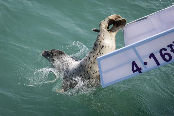 7只斑海豹放归大海 终于回到属于自己的家乡了  