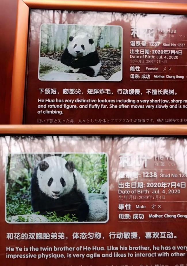 “女明星”熊猫花花 网友：不对，应该是“果赖”  