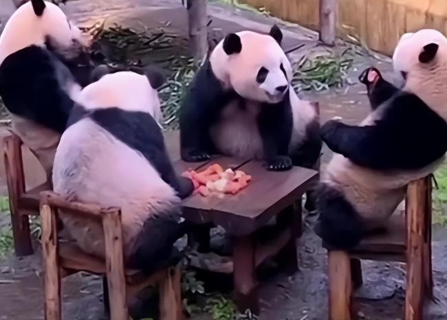 4只熊猫围坐一桌吃东西 熊猫：谁懂啊，今天打麻将又输了  