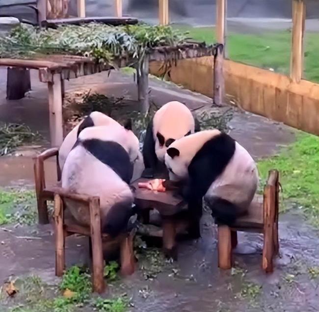 4只熊猫围坐一桌吃东西 熊猫：谁懂啊，今天打麻将又输了  