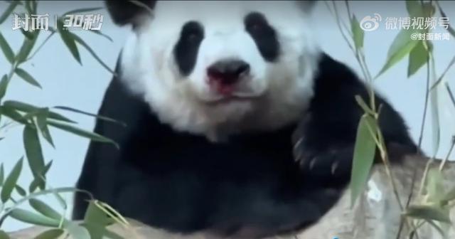 旅泰大熊猫林惠鼻部出血，网友急了纷纷联系动物园 现已开始会诊
