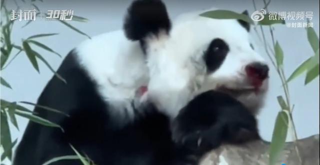 旅泰大熊猫林惠鼻部出血，网友急了纷纷联系动物园 现已开始会诊