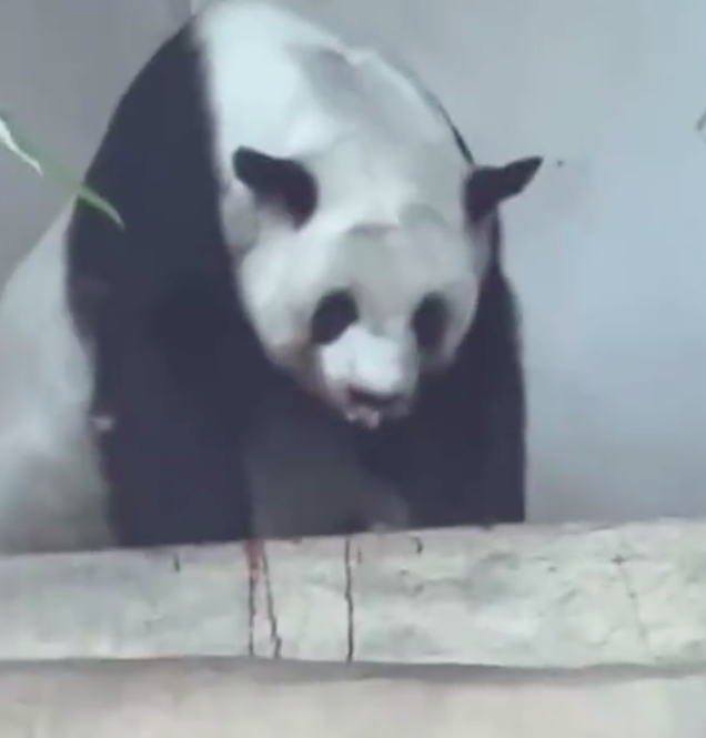 旅泰大熊猫林惠去世 直播画面曾拍到其鼻子颈部出血