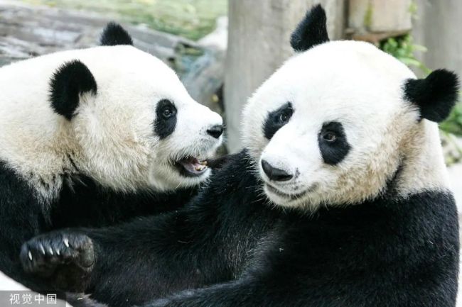 外交部最新回应：中泰将调查熊猫林惠死因！