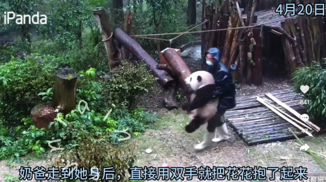 大熊猫花花被打雷声吓到奶爸亲自抱回 花花这是把奶爸拿捏得死死的