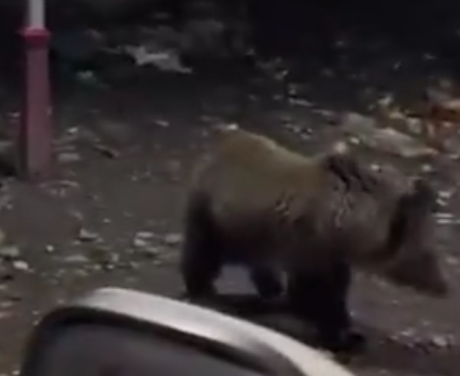 男子自驾遇18头棕熊觅食，还有熊爬到车上，当地政府回应