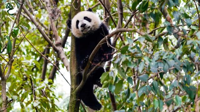 大熊猫“福禄”淋雨？成都大熊猫繁育研究基地回应：有时间差 不存在故意不收回！
