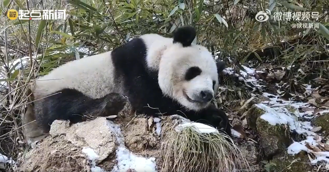 大熊猫在摄像机前秒睡  