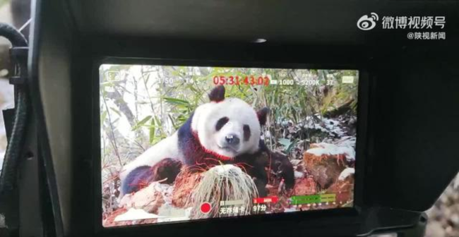 大熊猫在摄像机前秒睡  