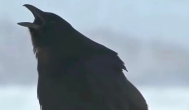 日本乌鸦刺身惹争议