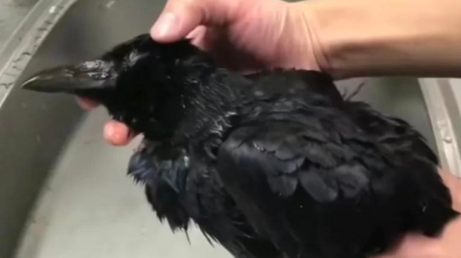 日本乌鸦刺身惹争议