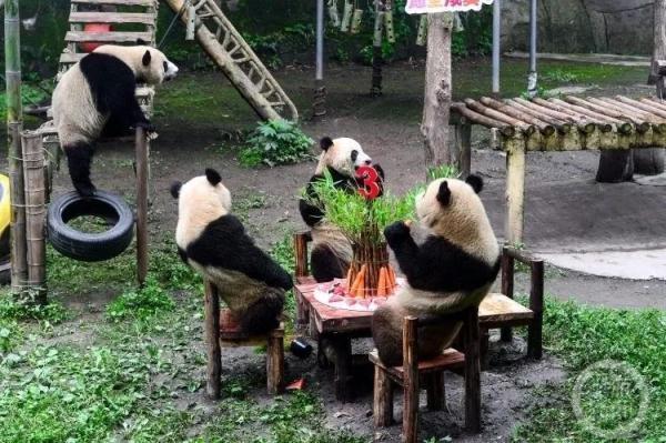 重庆动物园辟谣租借熊猫：无大熊猫租借计划