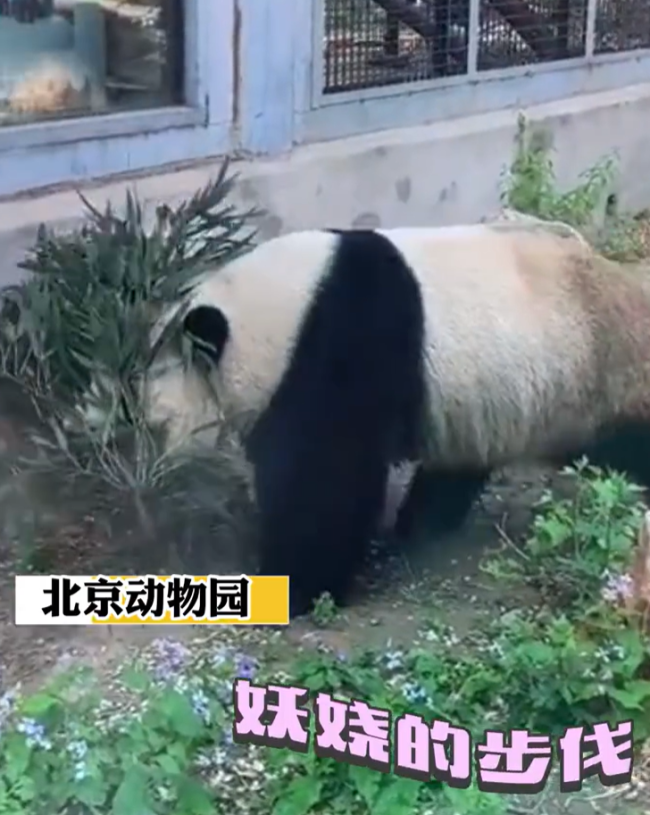熊猫萌兰给游客投喂竹子 确定没有成精吗？ 