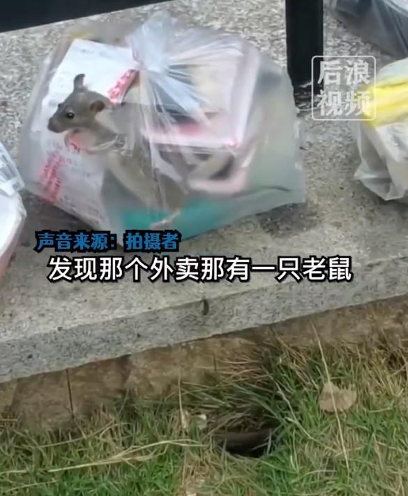 大学生点外卖袋子窜出一只老鼠 目击者：放外卖的旁边可能是个老鼠洞