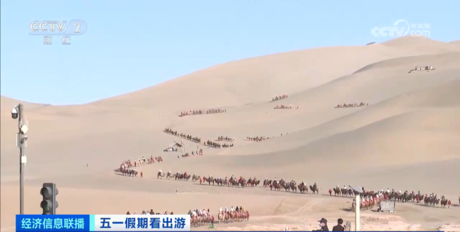 敦煌“堵骆驼”了！长长的驼队在沙丘中十分壮观