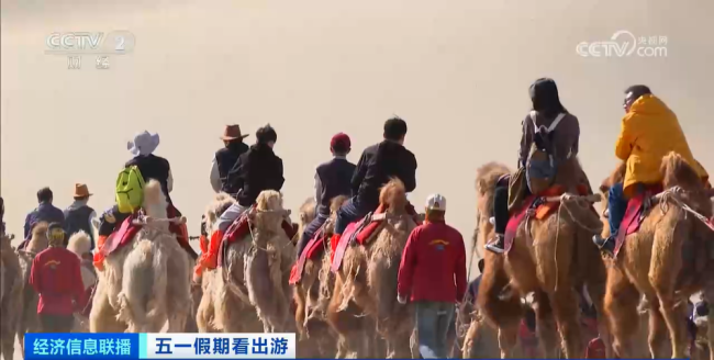 敦煌“堵骆驼”了！长长的驼队在沙丘中十分壮观