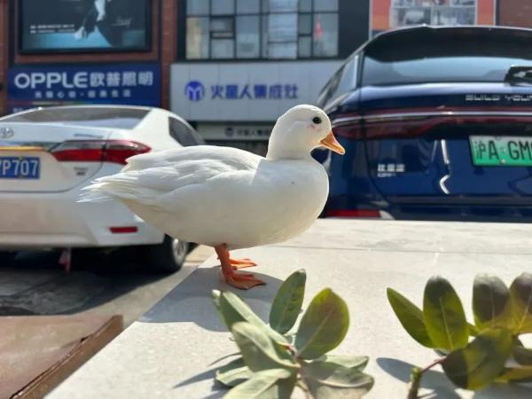 上海一名贵宠物鸭散步被掳走 差点变成“老鸭煲”