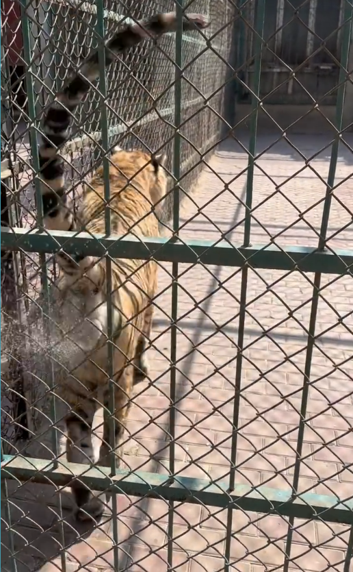 动物园老虎跟游客浇个朋友 园方回应：本来是泚笼子上的，不是特意针对游客