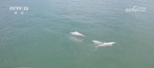 厦门鼓浪屿现中华白海豚 中华白海豚的种群数量稳定并逐步提升