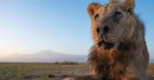 最长寿野生雄狮遗憾离世，已有19岁，被牧民用长矛刺死