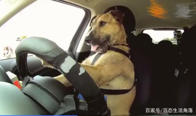 男子酒驾被拦和狗换位置！网友：他认为狗狗开车合法？