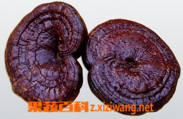果蔬百科紫灵芝