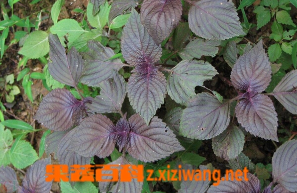果蔬百科紫苏叶