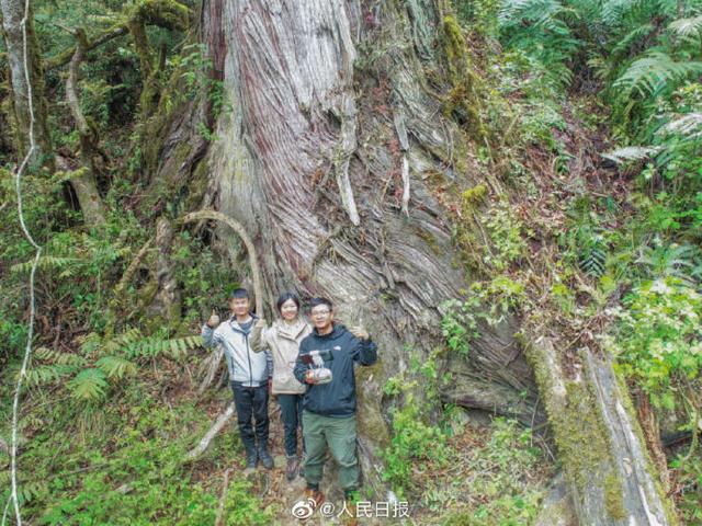 西藏发现亚洲第一高树 一株高达102.3米的西藏柏木