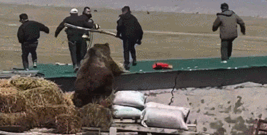 新疆民警被棕熊狂追 全网关心的后续来了！