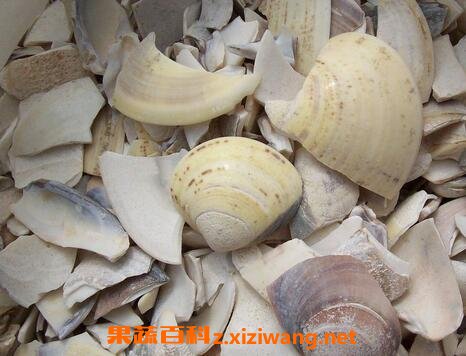  海蛤壳的功效与作用及禁忌