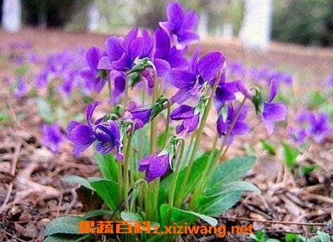 紫花地丁的功效与作用及食用方法