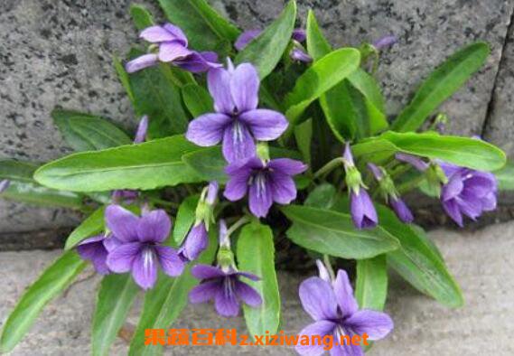 紫花地丁的功效与作用及药用价值
