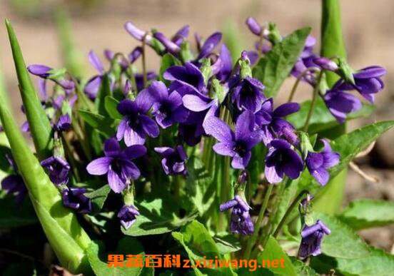 紫花地丁的功效与作用及药用价值