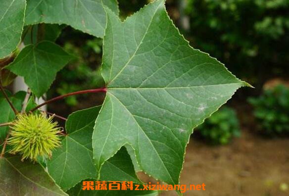  枫香树叶的功效与作用 枫香树叶的药用价值