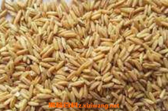 中药雀麦的功效与作用 雀麦的副作用
