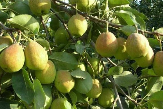 老梨树皮的药用价值 老梨树皮的功效与作用