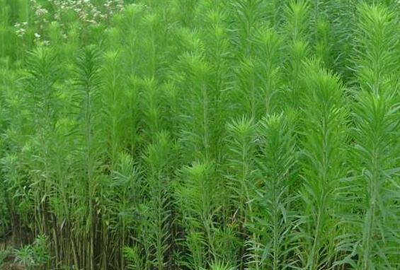 香丝草的功效与作用 香丝草的副作用
